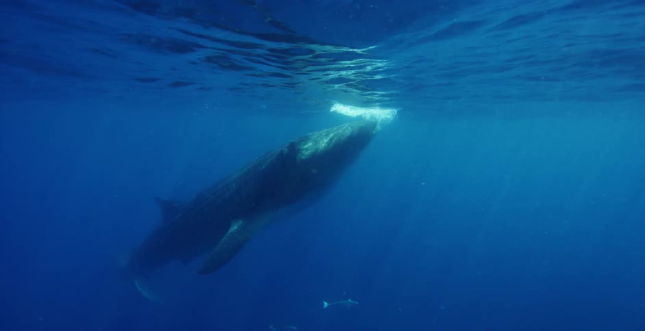 A whale is shown under the water in an ocean