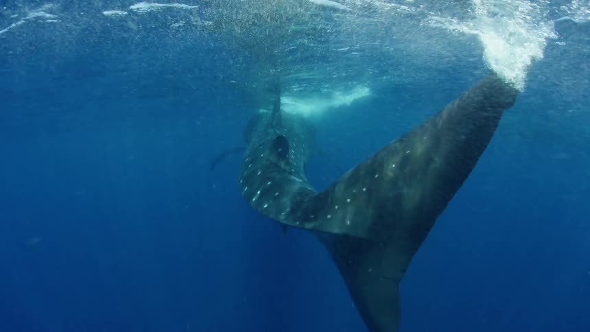 A whale shark is swimming underwater