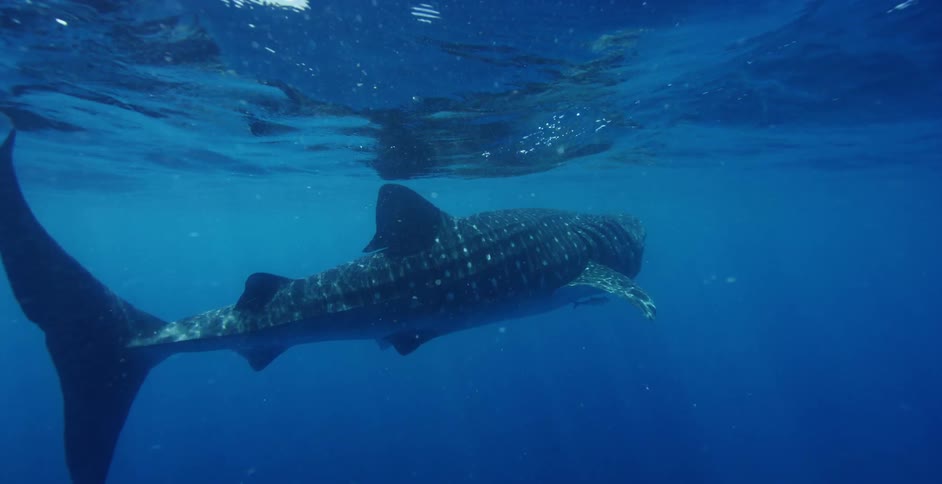 A whale shark swims in the open ocean
