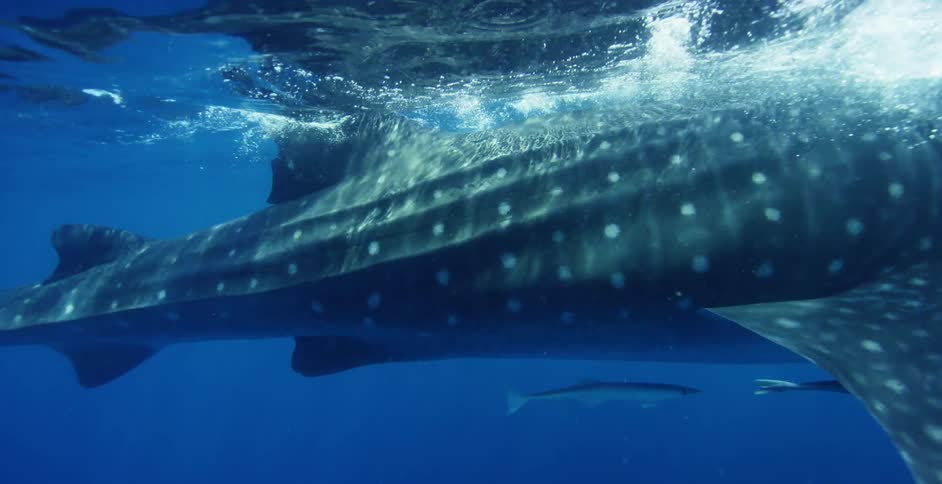 Fish and whales are shown underwater in the ocean