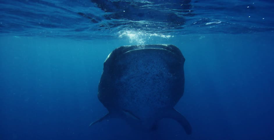A whale shark opens its mouth at the surface of an ocean