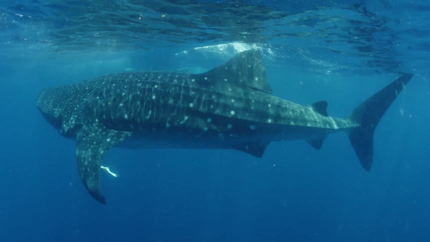 A diver is swimming near a whale shark