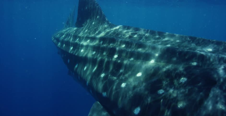 A view of a whale swimming underwater is displayed