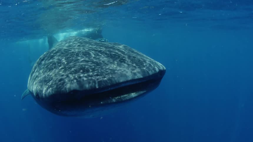 A whale shark is swimming underwater