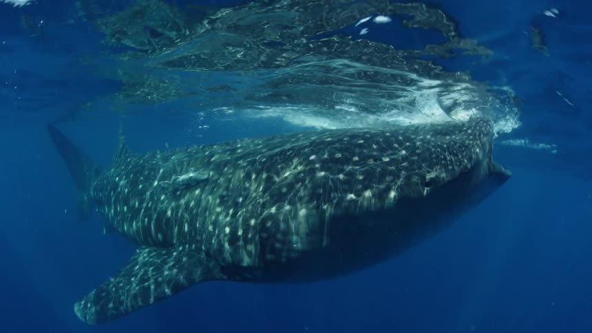 A whale shark swims in an open ocean