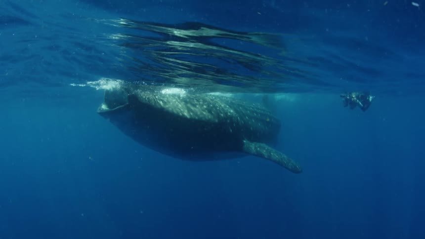 A diver swims beside sea life while taking pictures
