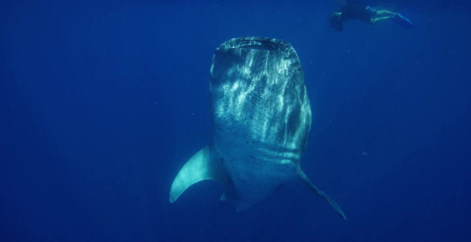 Free diver films a whale shark with underwater camera in the blue ocean waters