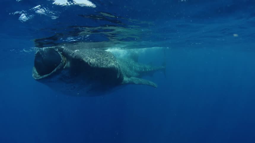 Whale shark swimming under the surface of the blue ocean waters