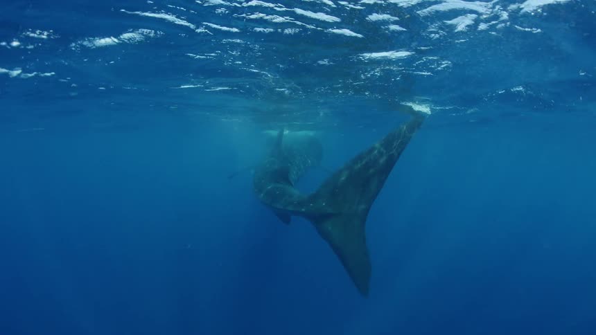 A whale shark swims in an open ocean