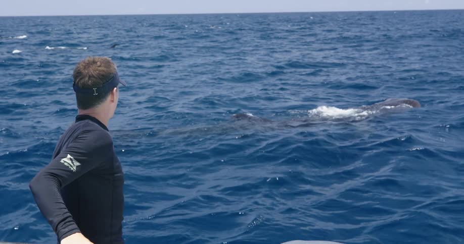 A man on a boat watches a whale in the water