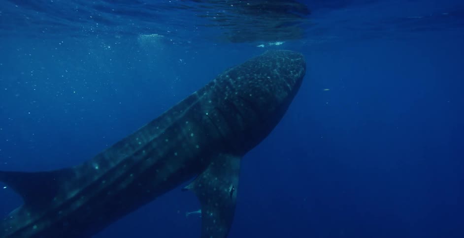 An underwater animal is swimming underwater