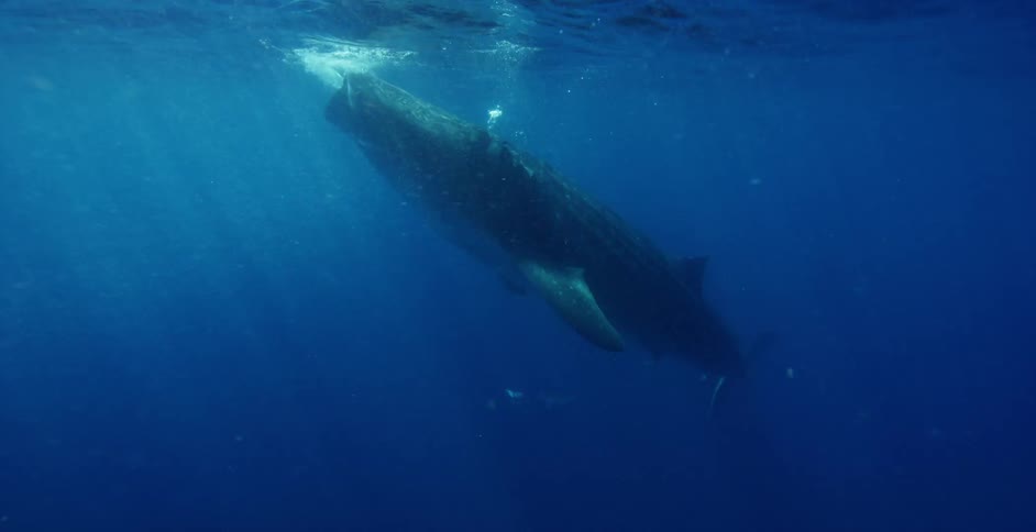 An underwater view of the ocean is displayed