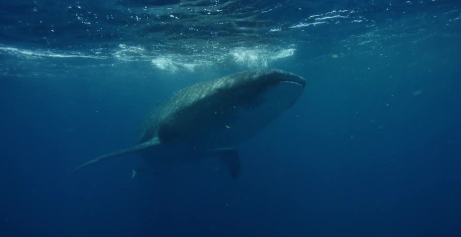 Free diver films a whale shark with a camera while swimming underwater in the blue ocean waters