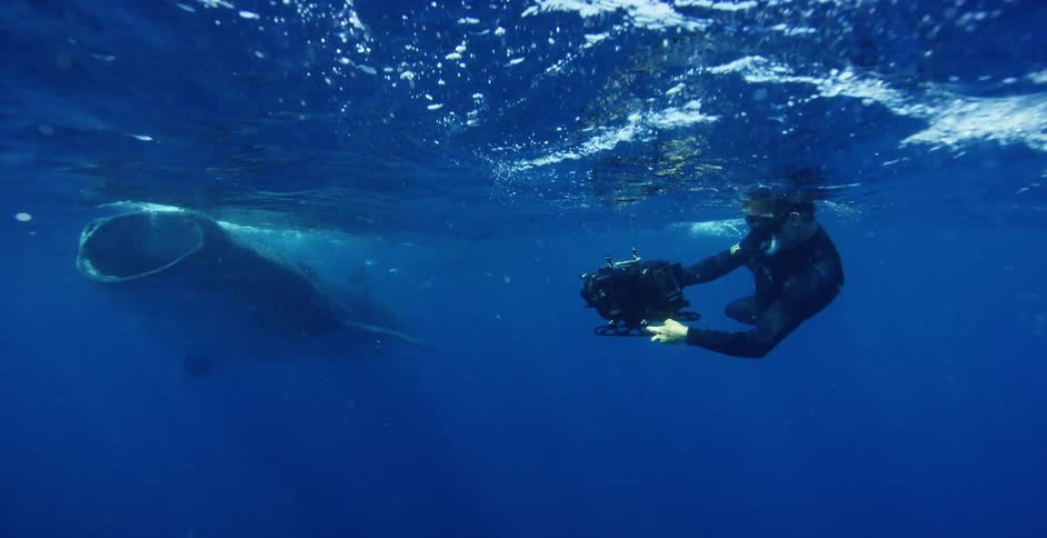 A human holds an underwater camera aimed at a whale shark as it feeds on krill