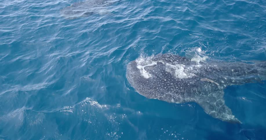 A woman watches a whale shark from a boat on the ocean