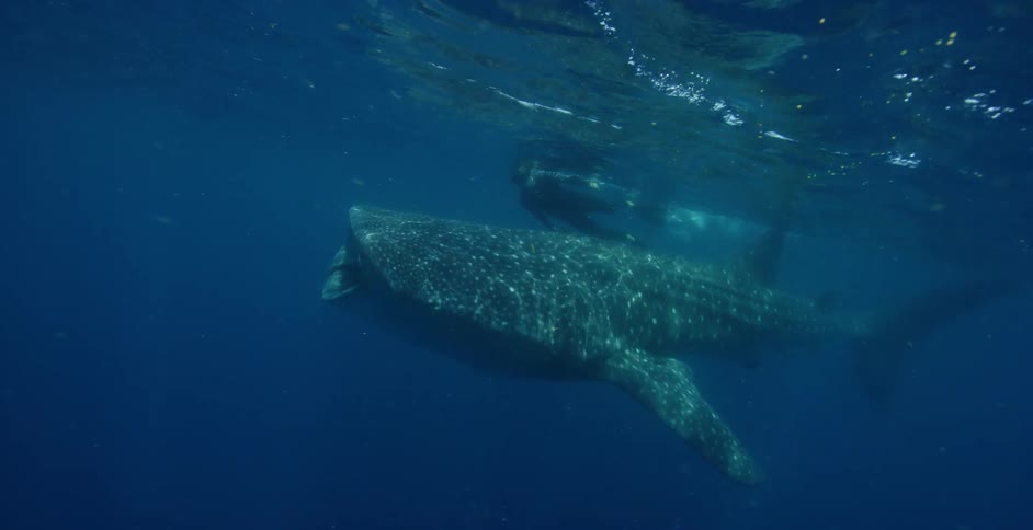 A diver swims with a whale shark in the open ocean