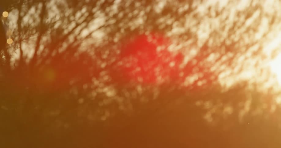 The sun shining on trees in a forest