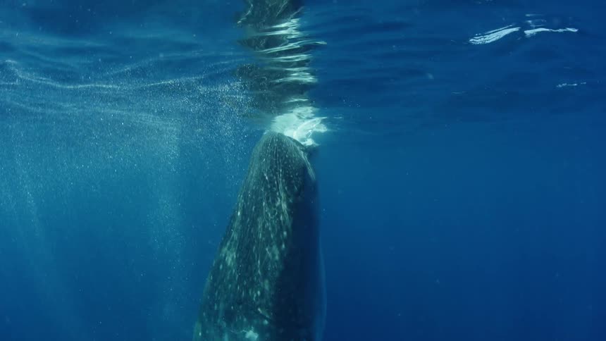 A shark swimming underwater near the surface with bubbles and ripples