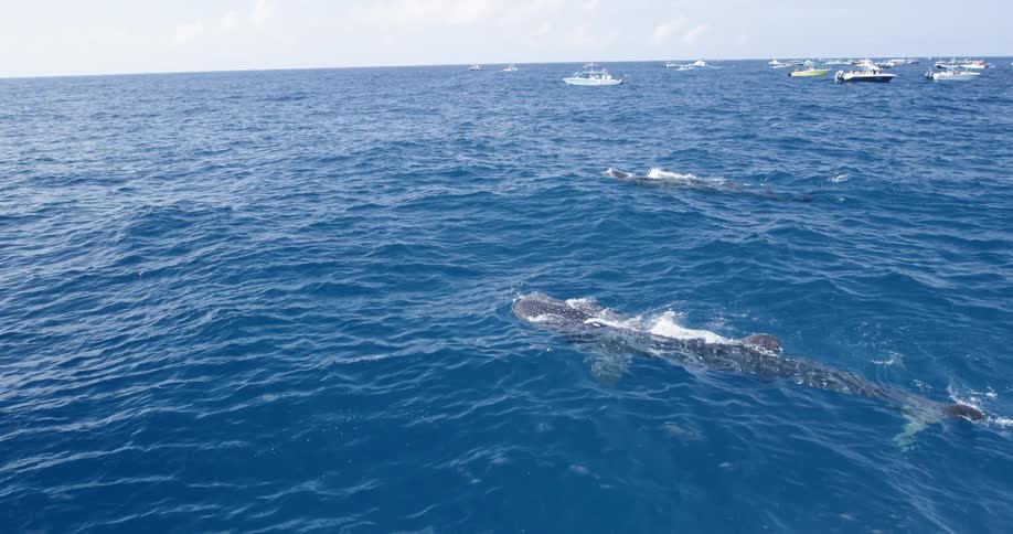 Yachts gather around whale sharks swimming in the surface of the blue ocean waters