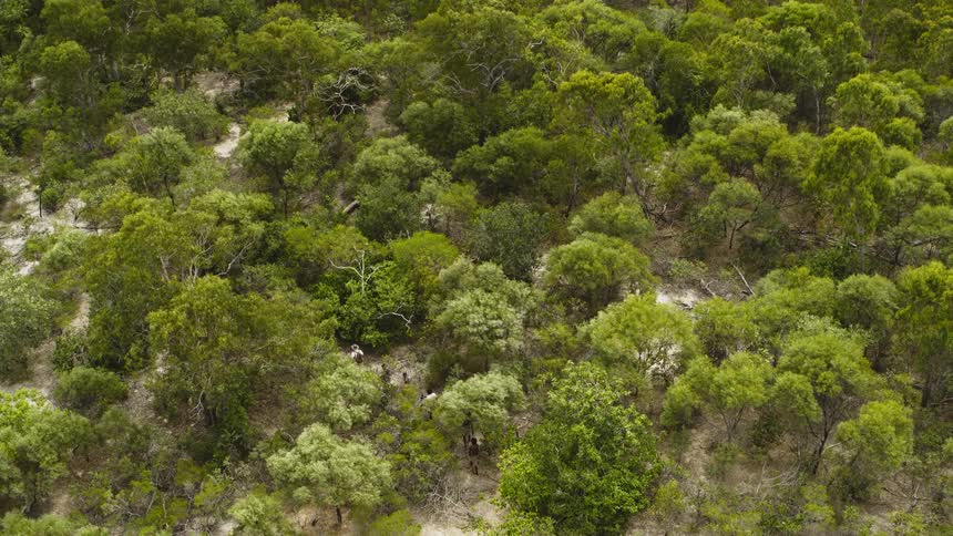 A group of men walk single file through a forest