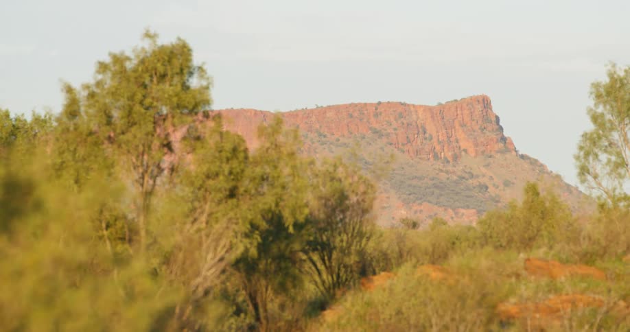 Trees and shrubs grow in nature with a rock formation in the distance