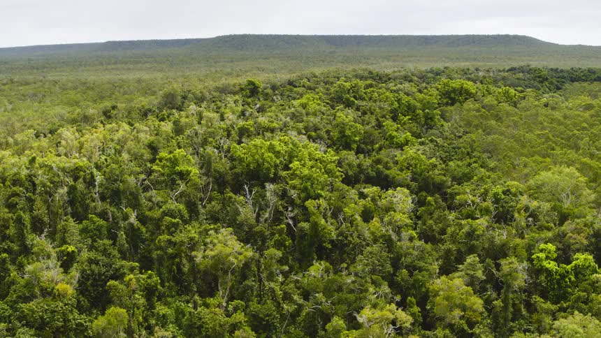 Trees cover a remote landscape in the wilderness