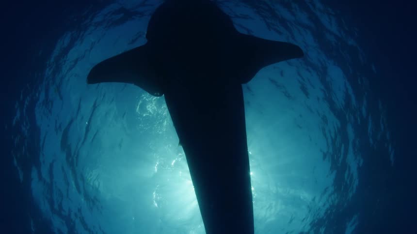 A silhouette of whale shark in blue ocean water