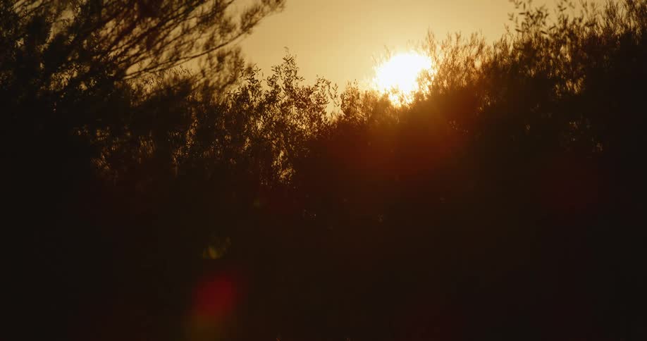 Trees in a forest with the sun appearing in the horizon