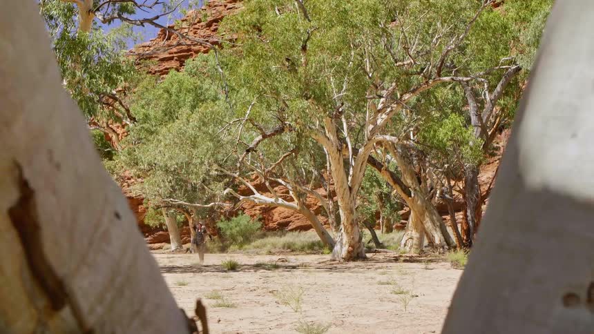A man walks through a savanna on a sunny day