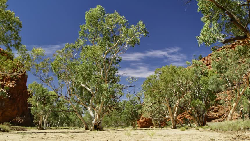 Trees on flat sandy land and on a hill