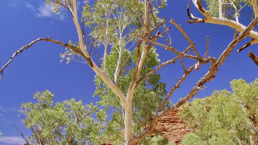 A tree with a dead branch in the wilderness on a clear summer day