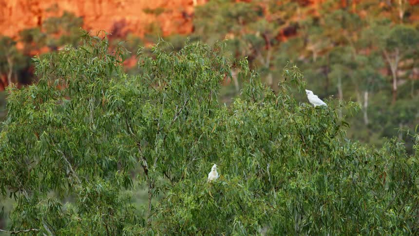 Birds are in their natural habitat in a forest