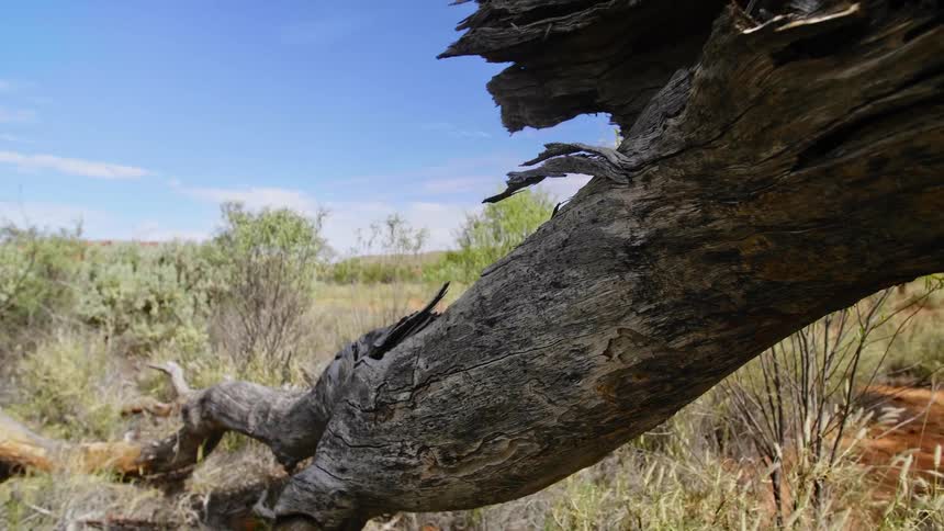 A fallen trees has come to rest on the ground of an arid grassland