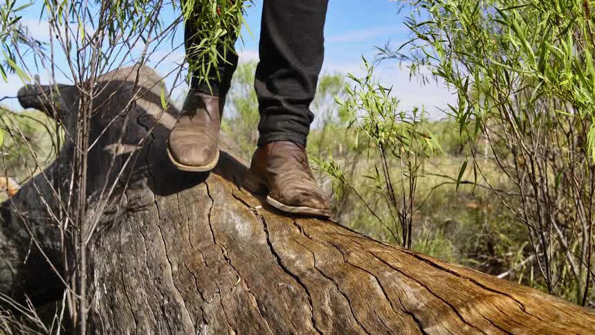 Person wearing leather boots walking over a fallen tree