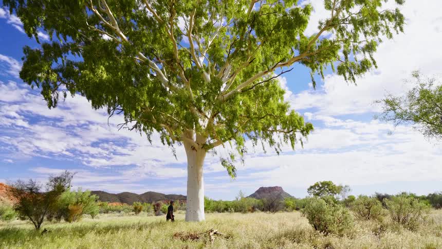 A young man carrying a camera walks across a field and touches a large tree