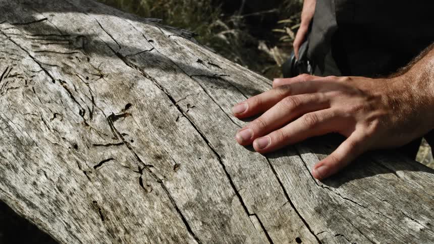 A man holding a camera runs his hand along a tree trunk