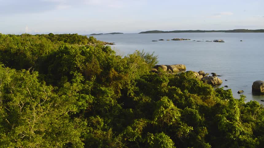 Forest on a hill near the shoreline of the ocean