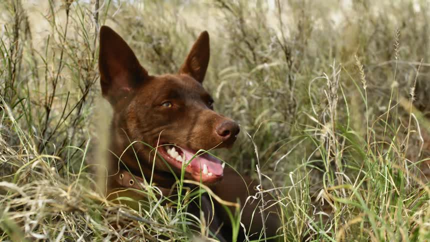 Brown dog lies in tall grass