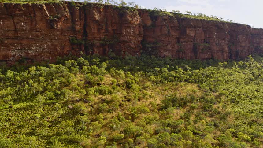 An aerial view of a forest is displayed