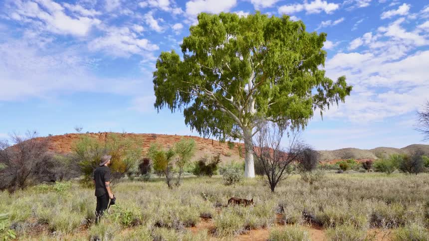 Man photographs a white bark tree on the grassland near the hills