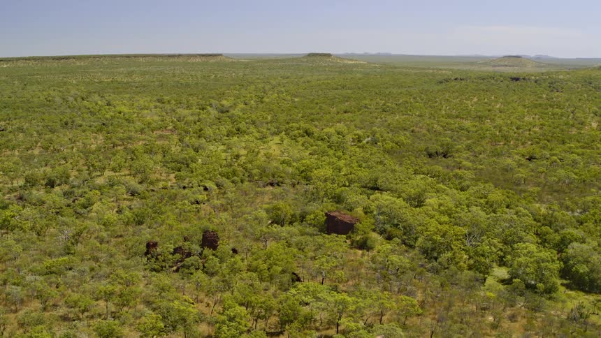 Trees in a forest covers the land