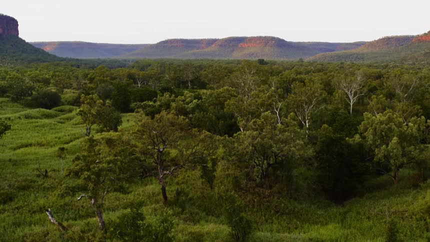 Aerial view of a large area of land covered with trees and plants