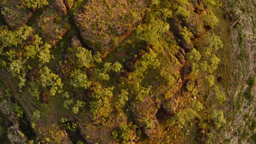 An aerial view of trees in nature