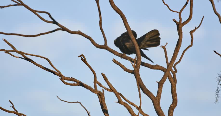 A bird preens itself in a tree on a sunny day