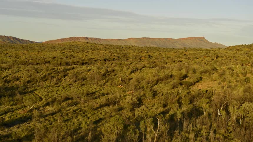 Aerial view of trees in a grassland area