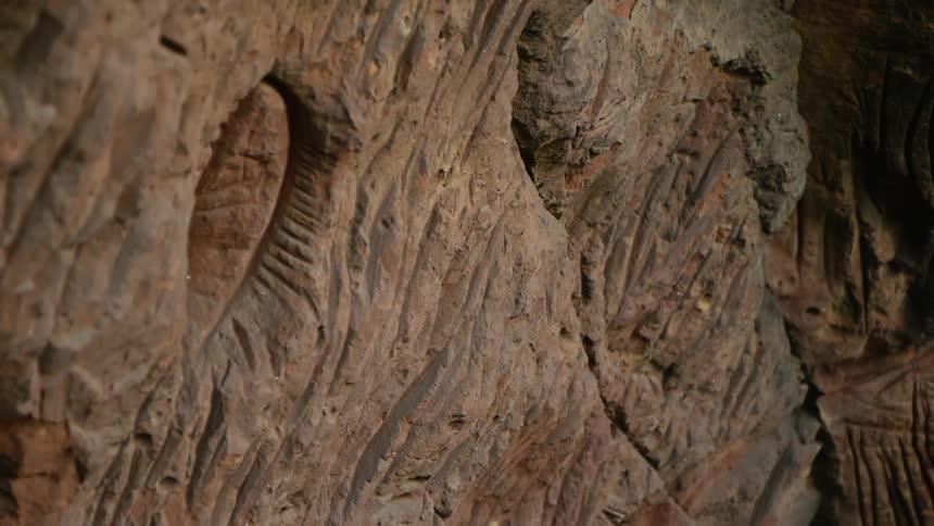A woody tree trunk