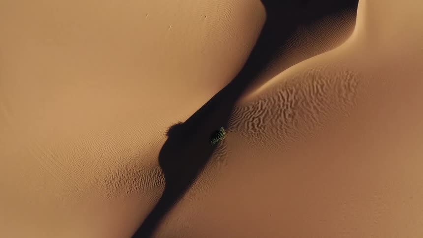 A lone tree on a sand dune in a remote desert