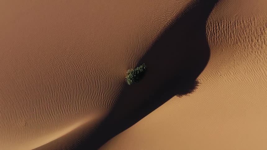 Aerial view of a tree growing on a sand dune in the desert