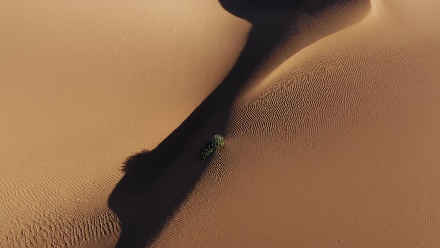 A lone tree grows on a sand dune in a desert