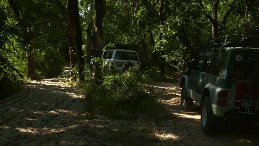 Two suvs drive slowly along a dirt path in a heavily wooded area